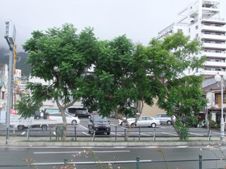 0901jakaranda1.jpg