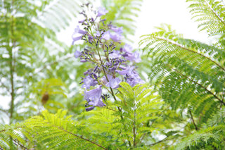 0906jakaranda01.jpg
