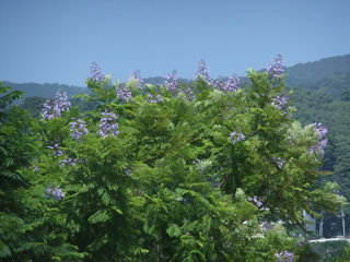 0908jakaranda2.jpg