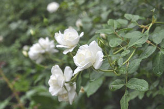 0921herb2.jpg