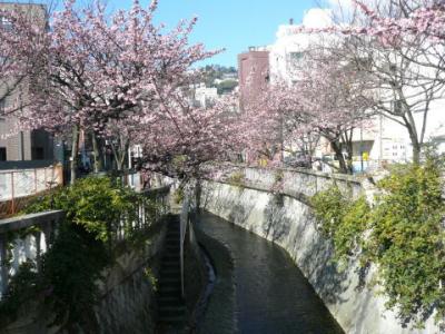 「あたみ桜」糸川沿い