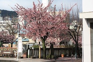 糸川基準木（平成２２年２月２日撮影）