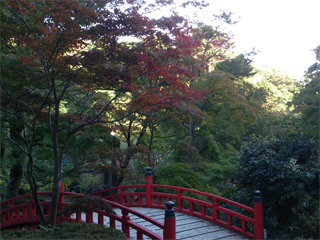 1104momiji1.jpg
