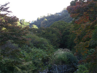 1104momiji3.jpg