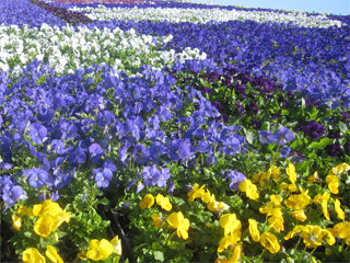 1106hana3_20121028072924.jpg