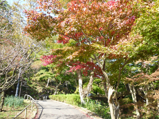 1113momiji1.jpg