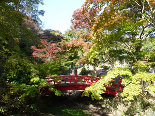 1113momiji3.jpg