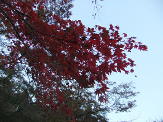 1124momiji4_20111126075735.jpg