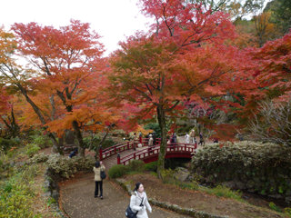 1202momiji1.jpg