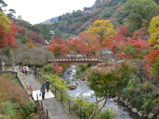 1202momiji2.jpg
