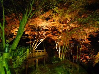 1202momiji3.jpg