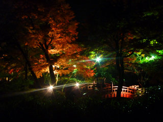 1202momiji4.jpg
