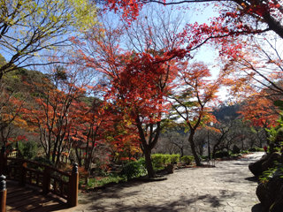 1203momiji3_20141204081646682.jpg