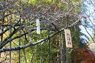1211atamizakura1.jpg