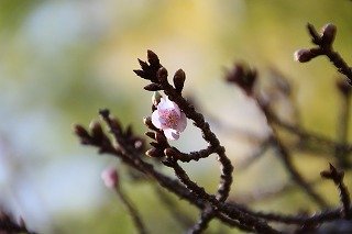1211atamizakura2.jpg