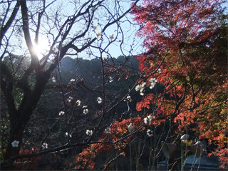 冬至梅と紅葉