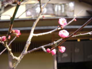 八重寒紅