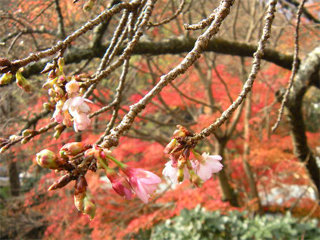 あたみ桜(足湯の奥)