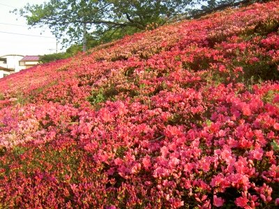 20110427_1782401.jpg