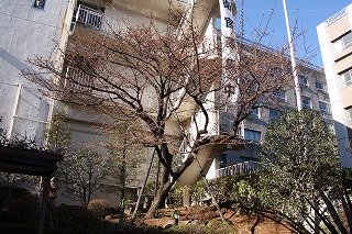 花ひろ~1