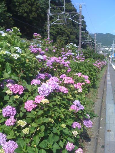 【あじさい街道】１