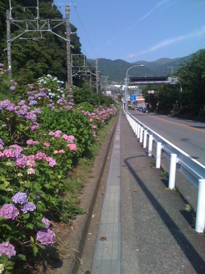 【あじさい街道】3