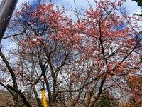 CIMG0192-s.jpg