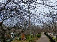 CIMG0204-s.jpg