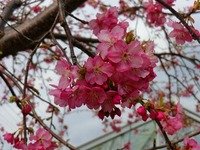 CIMG0226-s.jpg