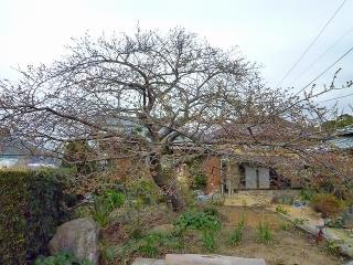 「笹原地区　かじやの桜」　2011/02/08撮影