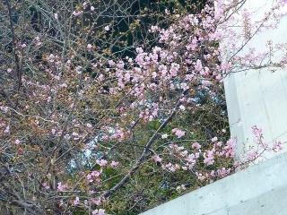 「河津七滝　早咲き」　2011/02/08撮影