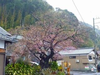 「河津桜原木」　2011/02/09撮影