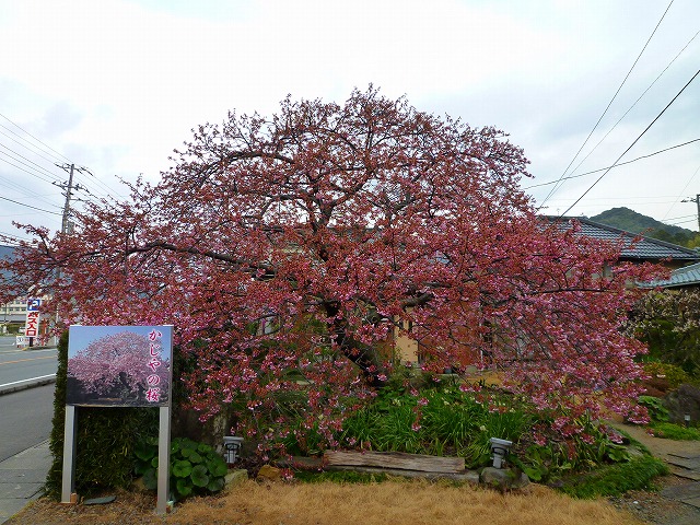 P1040923.jpg