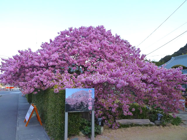 P1060187.jpg