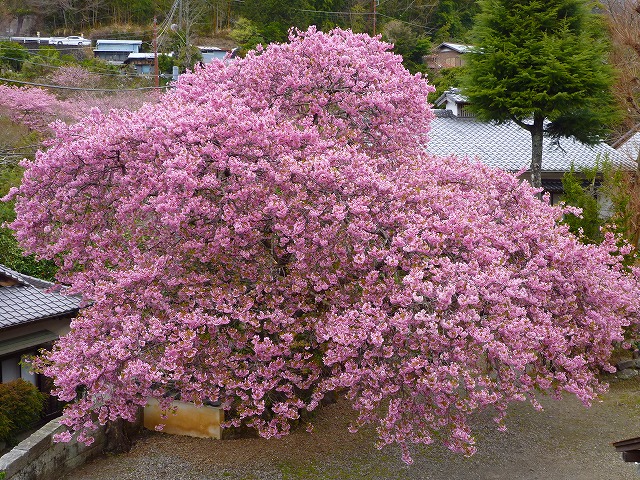 P1060194.jpg