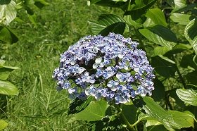 ajisai_20120727072809.jpg