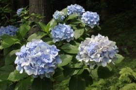 ajisai_201407270757101ee.jpg