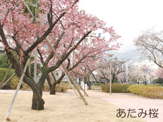 atamizakura2.jpg