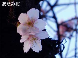 atamizakura3.jpg
