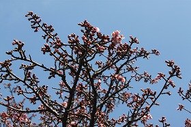 atamizakura_20140302082905a0b.jpg