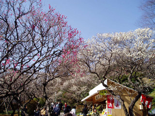 baien1_20120312085556.jpg