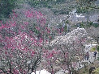 1月24日開花状況3