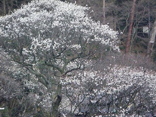1月24日開花状況2
