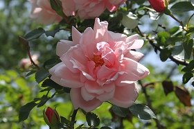 bara_20120617090641.jpg