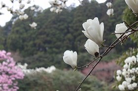 hakumokuren_20130408082807.jpg