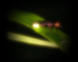 hotaru2-2_20110525073635.jpg