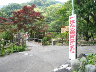 hotaruP11202641_20130327090019.jpg