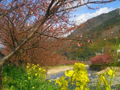 蕾がほころんで1分咲きも見えてきて、川沿いがピンク色に染まり始めました