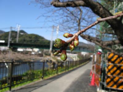 河津川沿い温泉タンク前　全体的につぼみが大きく膨らんでいる