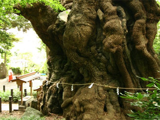 kinomiya2_20120508072954.jpg